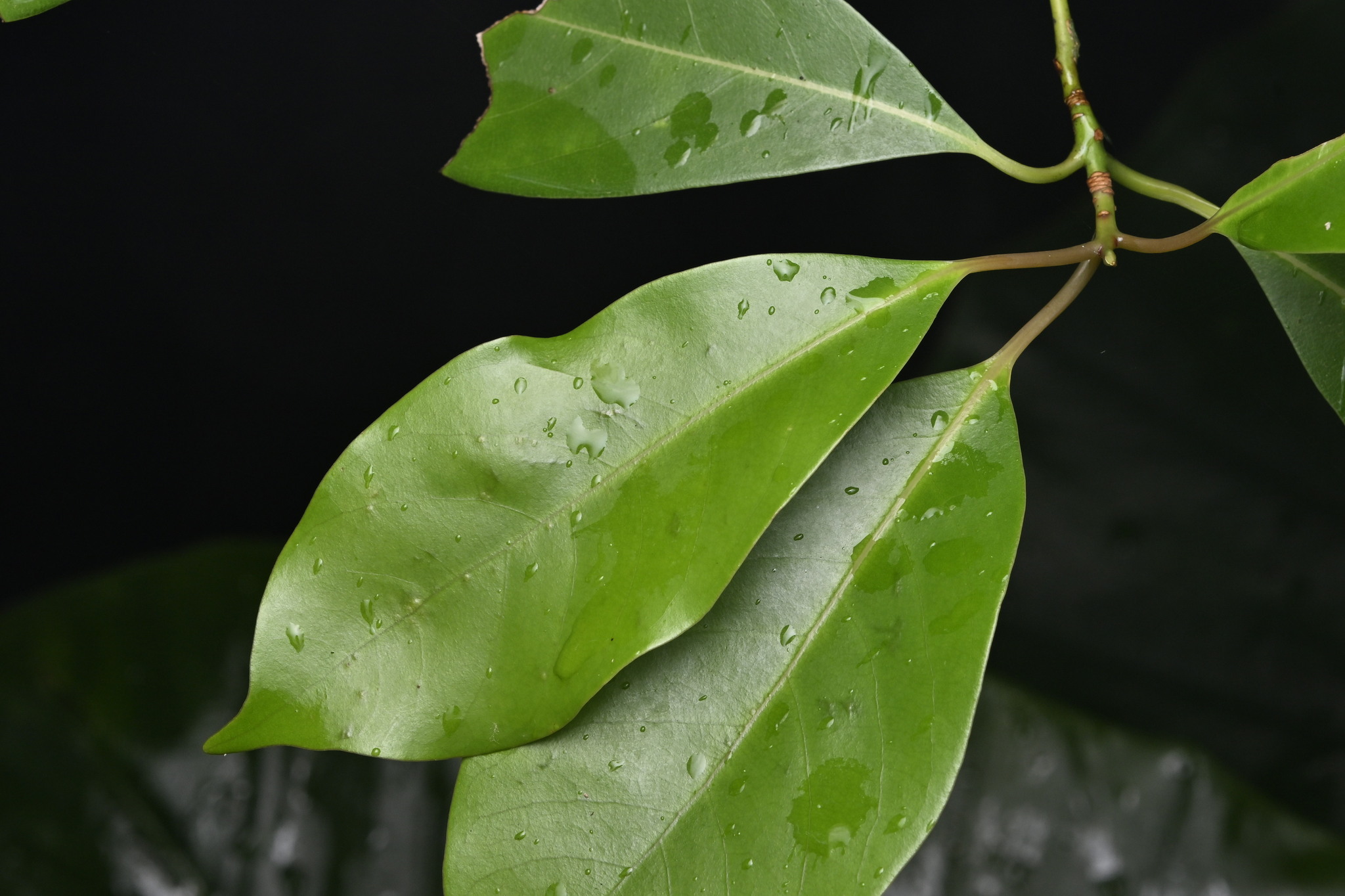 Machilus Thunbergii (Machilus thunbergii)