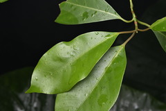 Machilus thunbergii (Machilus thunbergii)