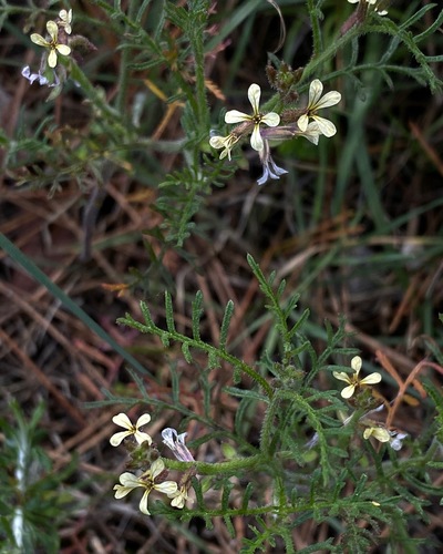 Carrichtera annua iNat (1)