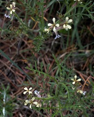Carrichtera annua