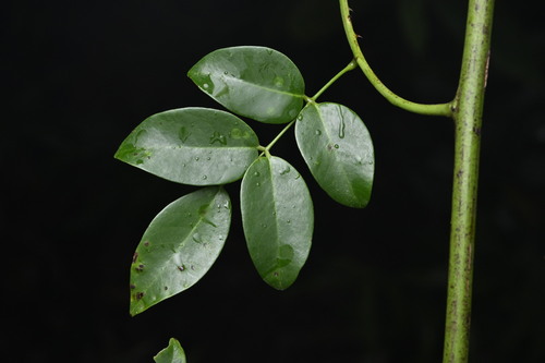 Wood Gossip Caesalpinia (Ticanto crista)
