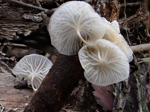Marasmius observed 2026-03-17