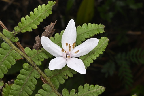 Japanese Snowbell (Styrax japonicus)