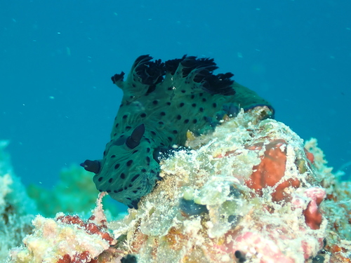 Nembrotha milleri