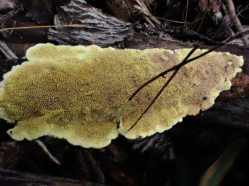 Flavodon flavus, 2026-03-17