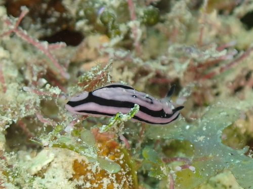 Phyllidiella zeylanica