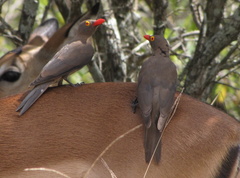 Red-Billed Oxpecker photo 4