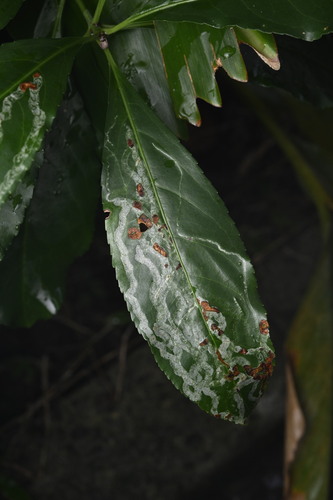 Fleshy‑flowered spindletree (Euonymus carnosus)