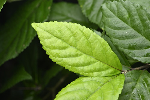 Japanese Beautyberry (Callicarpa japonica)