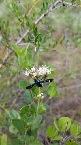 Pseudohyaleucerea minima