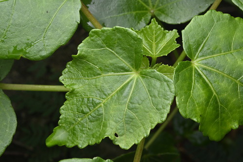 Makino's Mallow (Hibiscus makinoi)