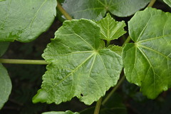Hibiscus makinoi