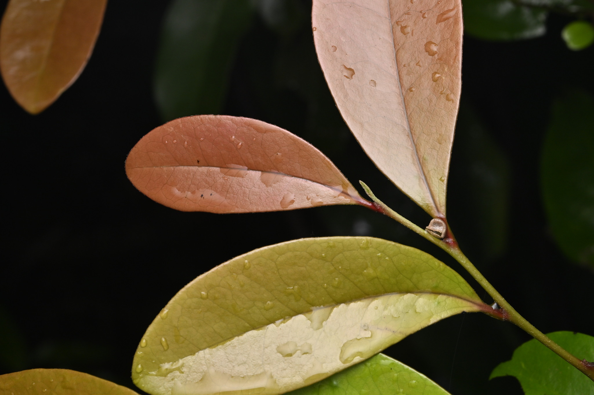 Isu Tree (Distylium racemosum)