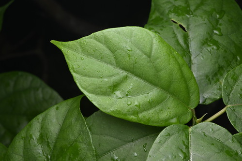 Japanese Fig (Ficus erecta)