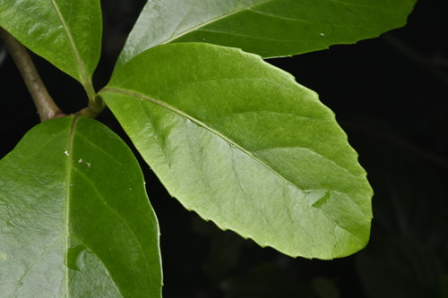 Viburnum odoratissimum
