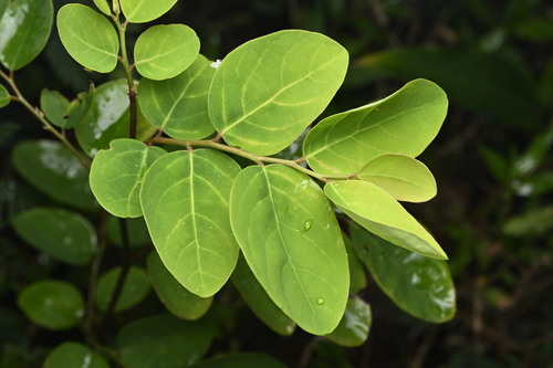 officinal breynia (Breynia vitis)