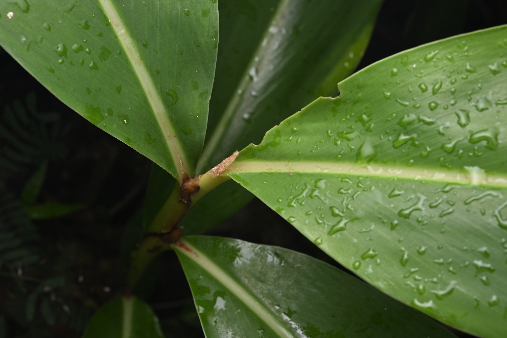 Shellplant (Alpinia zerumbet)
