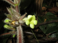 Nautilocalyx