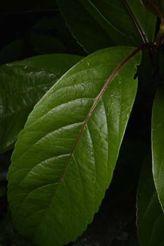 Viburnum odoratissimum