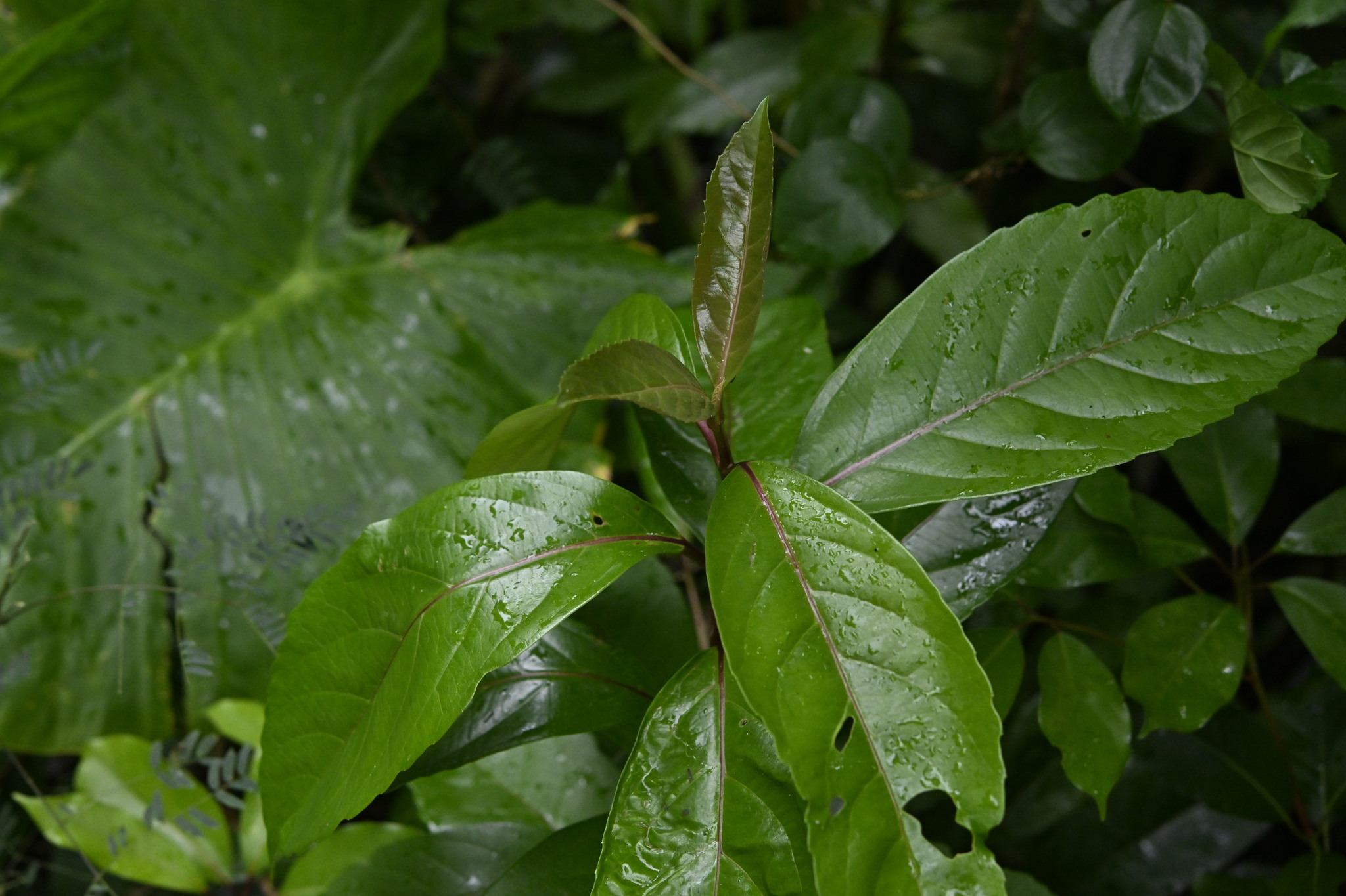Viburnum Odoratissimum (Viburnum odoratissimum)