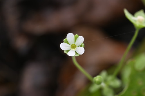 Umbelled rockjasmine (Androsace umbellata)