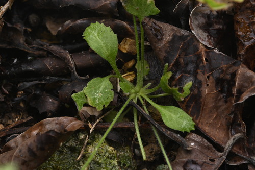 Androsace umbellata, photograph 4
