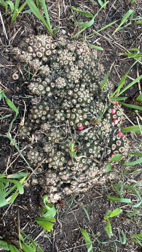 Missouri Foxtail Cactus