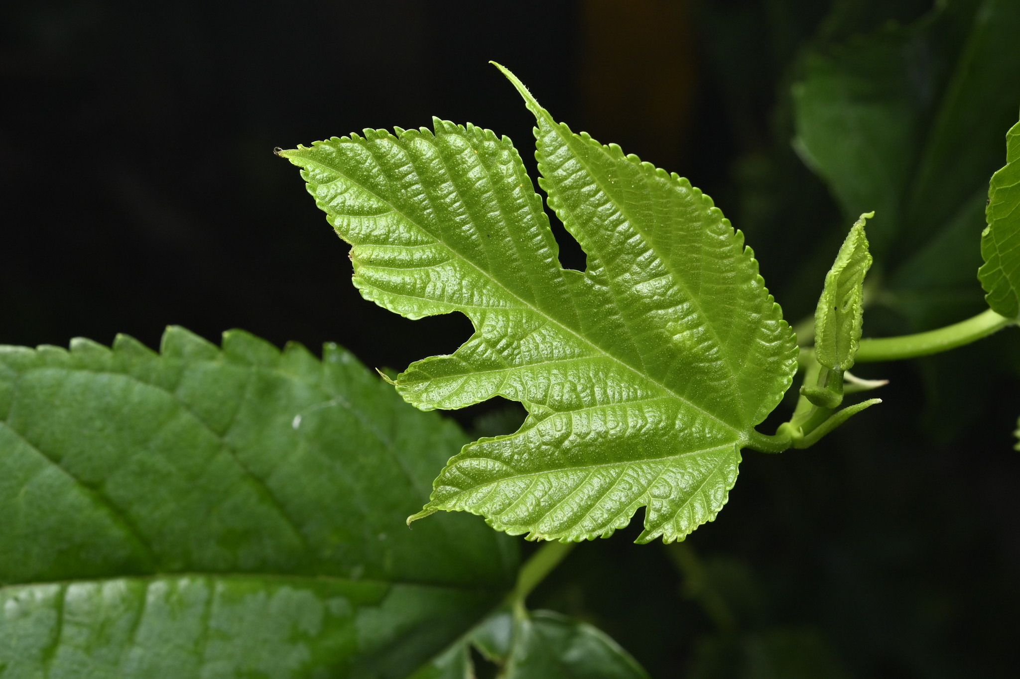 Morus Indica (Morus indica)