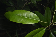 Daphniphyllum teijsmannii