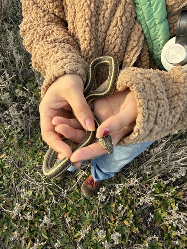 Western Terrestrial Garter Snake