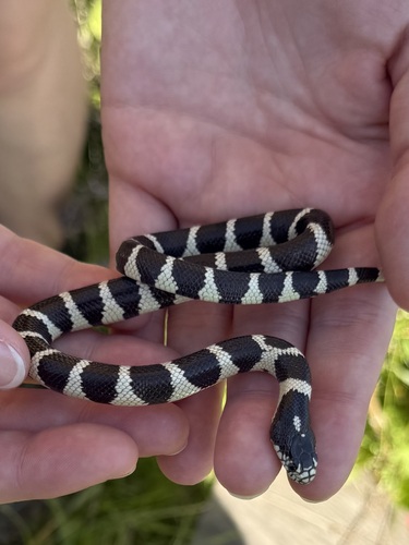 California King Snake