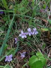 Rostratae