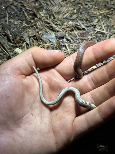 Forest Sharp-tailed Snake