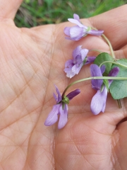 Rostratae