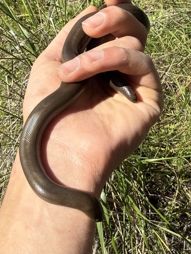 Northern Rubber Boa