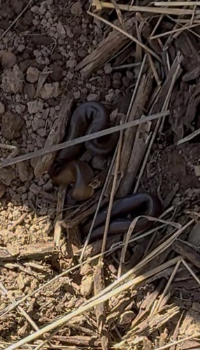 Northern Rubber Boa