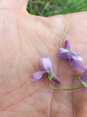 Rostratae