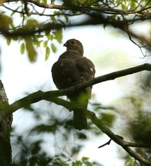 Accipiter francesiae