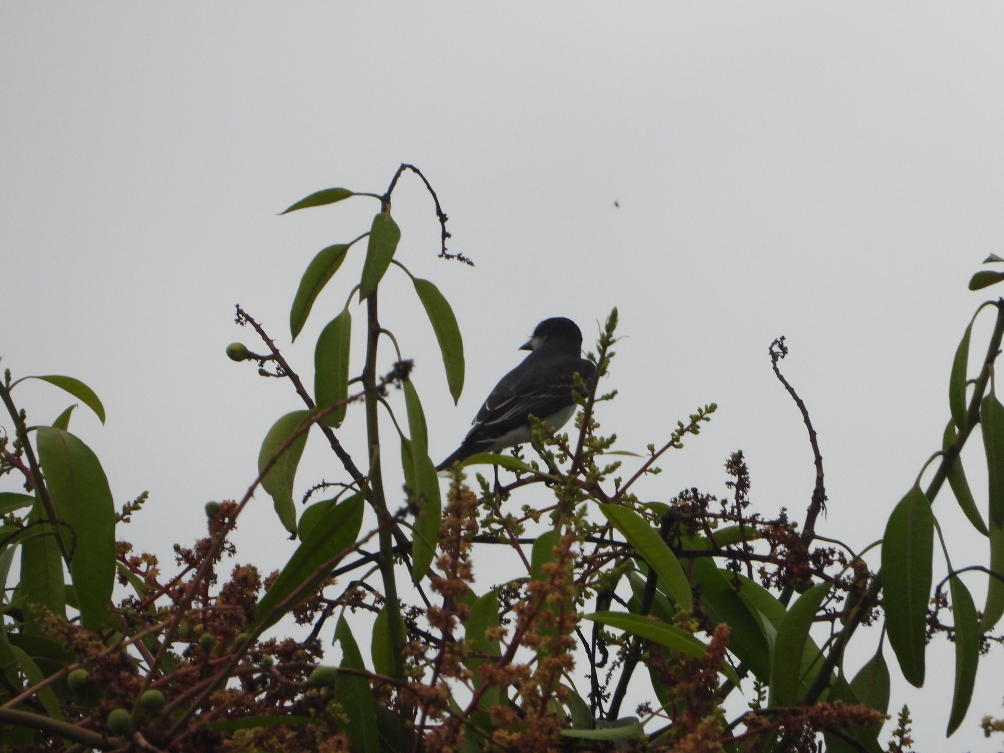 Eastern Kingbird (Tyrannus tyrannus), photo 2