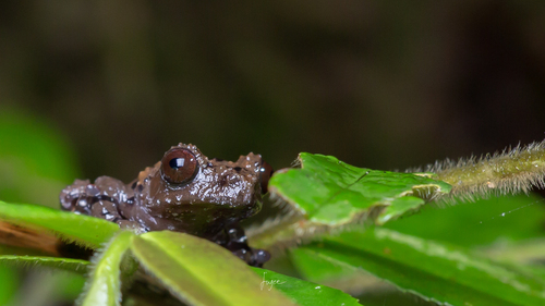 Red-disked Small Treefrog
