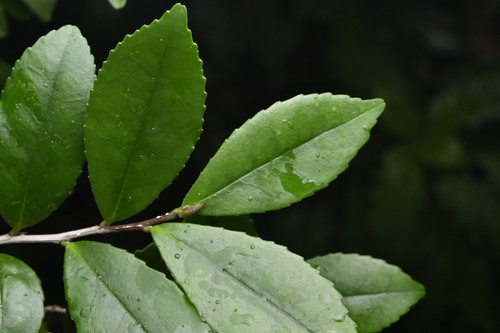 Eurya emarginata (Eurya emarginata)