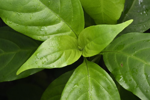 Taipei mursaenda (Mussaenda parviflora)