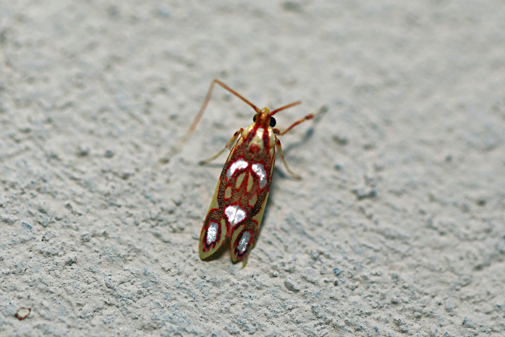 Filinota regifica