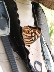 Dynamine postverta postverta