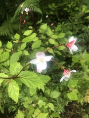 Begonia decandra