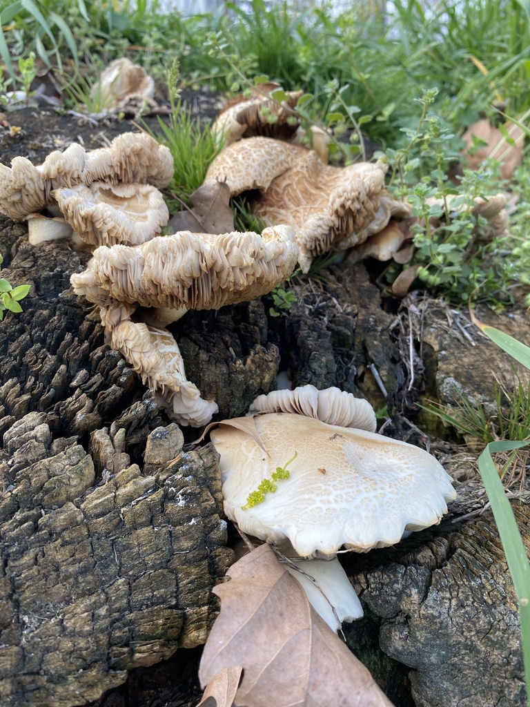 Cyclocybe cylindracea · April 2026 · photo: © veszt (iNaturalist, cc-by)