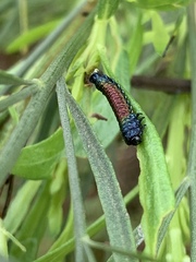 Trirhabda bacharidis