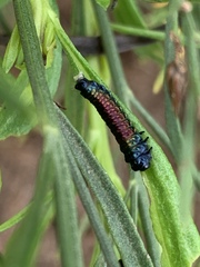 Trirhabda bacharidis