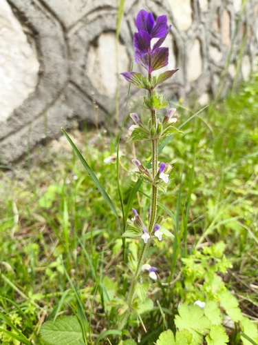 Annual Clary (Salvia viridis)