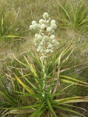 Eryngium eburneum